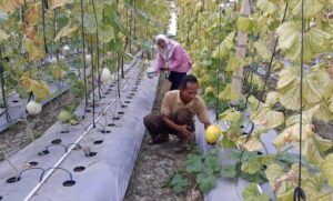 Wisata Petik Melon