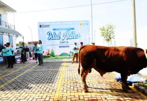PLN kurban sapi